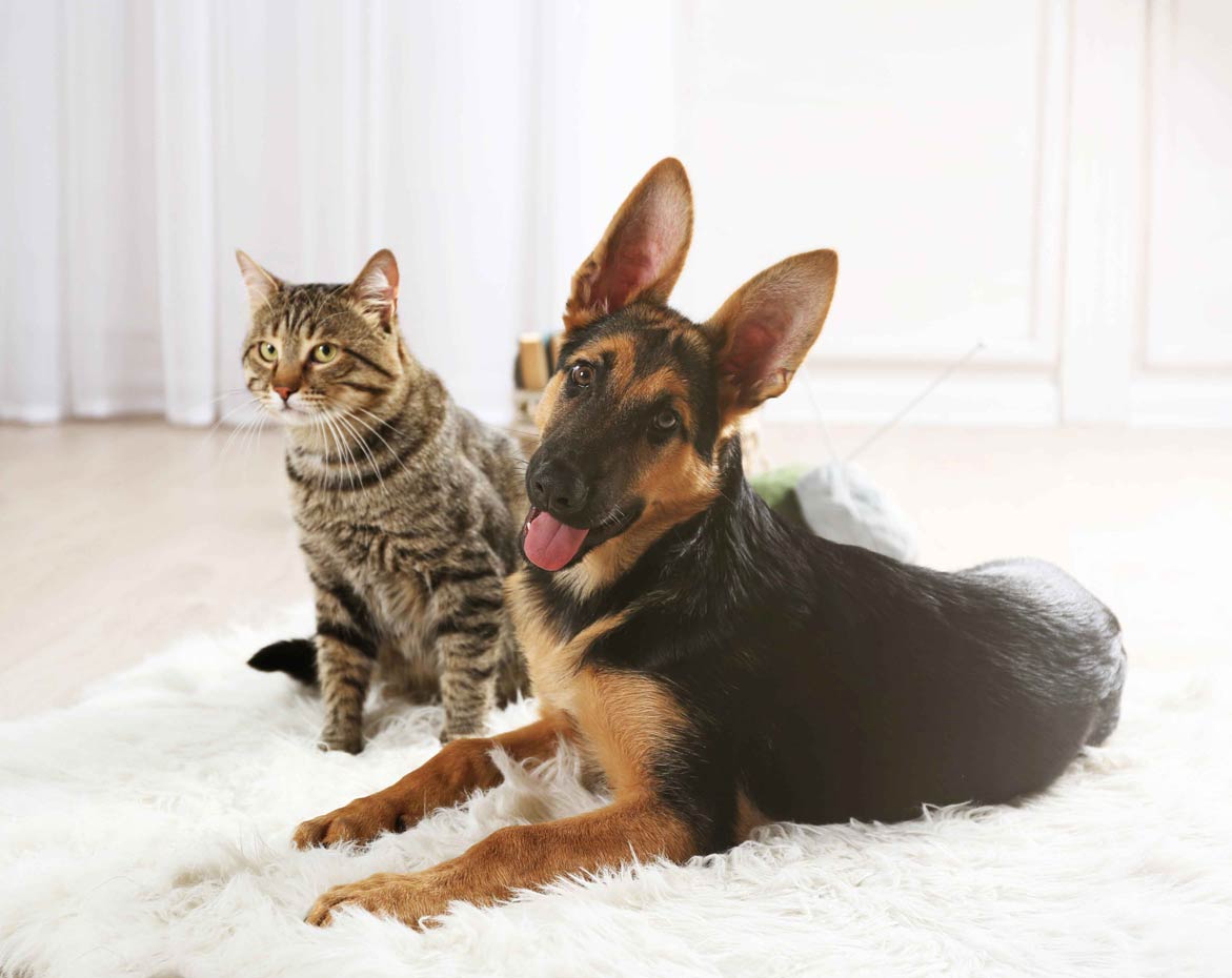 cat-dog-watch-you